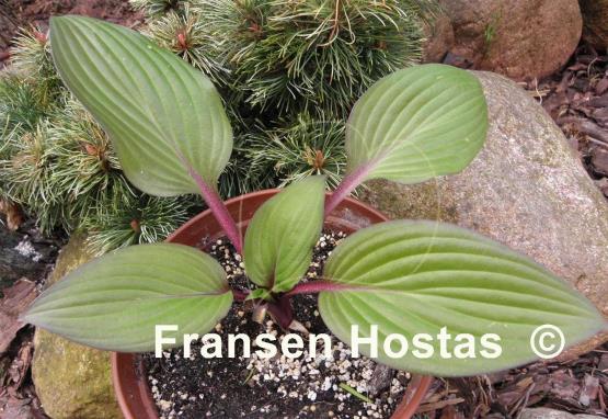 Hosta First Blush - Fransen Hostas NL